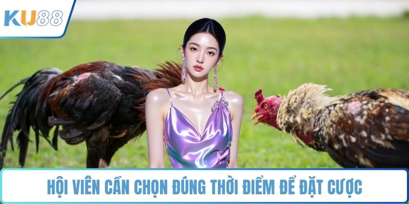 Đá Gà – Sảnh Chọi Kê Trực Tuyến Đẳng Cấp Nhất 2026 - ZUVEX.INFO
